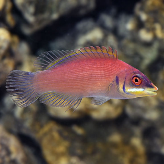 Pseudocheilinus evanidus (reef safe) - 2