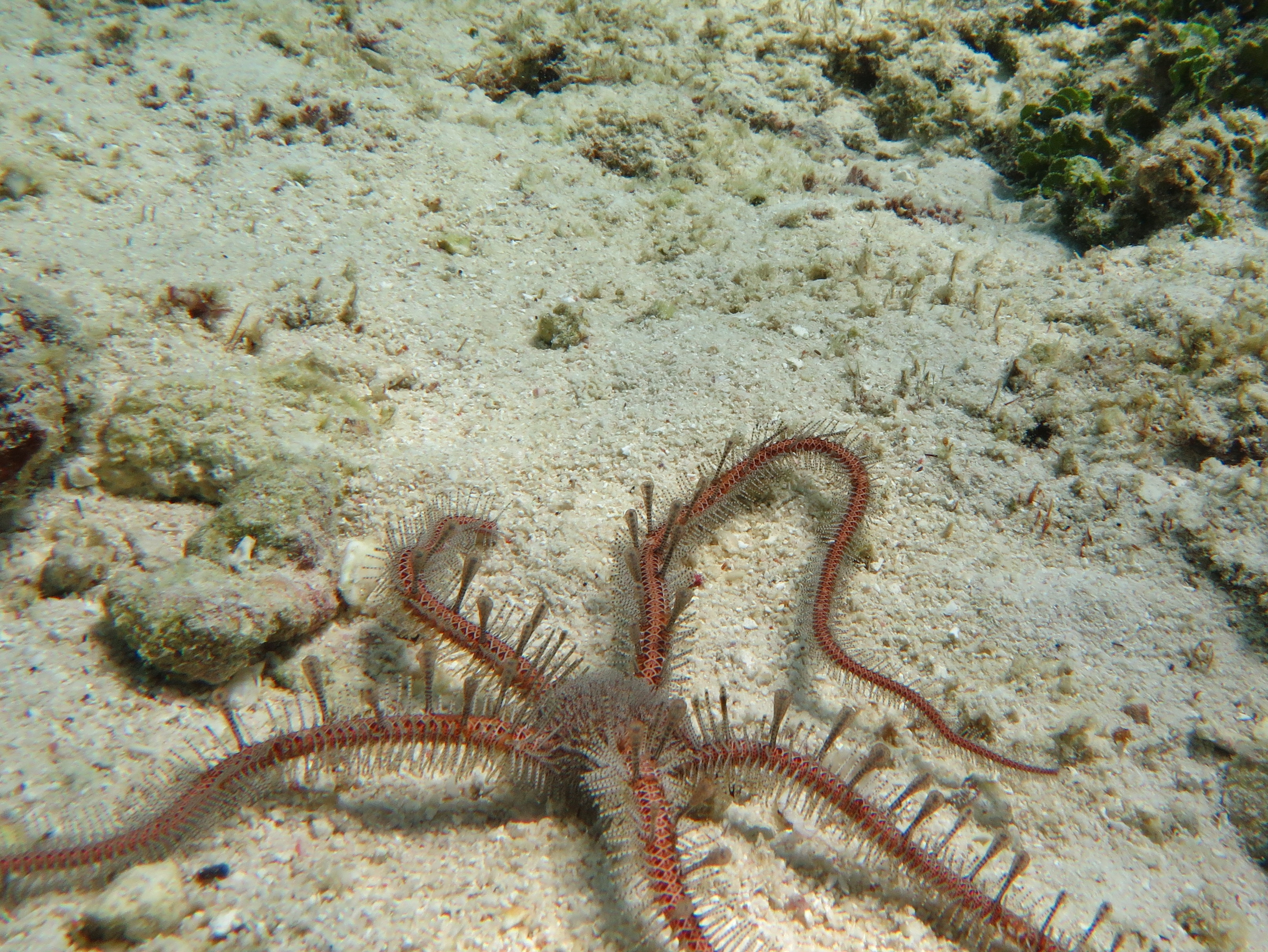 ophiomastix sp.