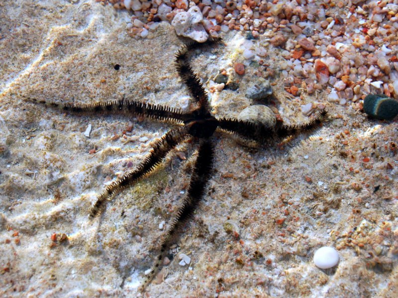 Ophiocoma sp.