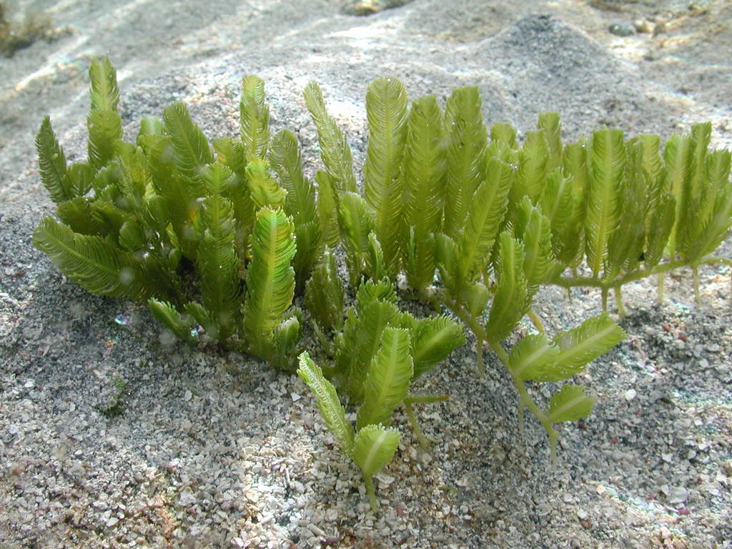 Caulerpa taxifolia