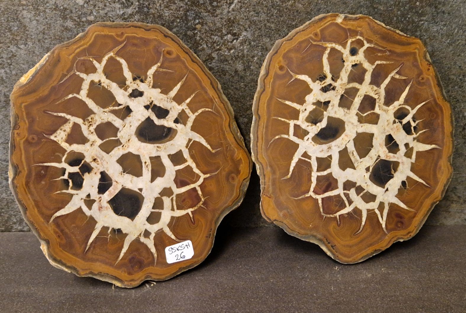 Septaria  Knölar / Nodules  - 2 delar