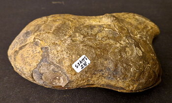 Septaria  Knölar / Nodules  - 2 delar