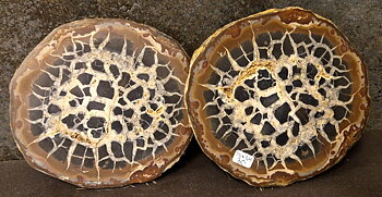 Septaria  Knölar / Nodules  - 2 delar