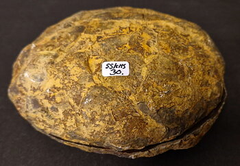 Septaria  Knölar / Nodules  - 2 delar