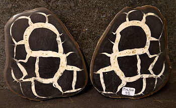 Septaria  Knölar / Nodules  - 2 delar
