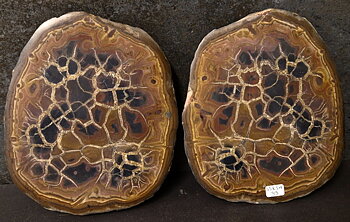 Septaria  Knölar / Nodules  - 2 delar