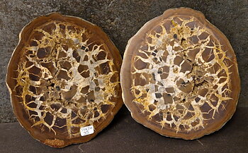 Septaria  Knölar / Nodules  - 2 delar