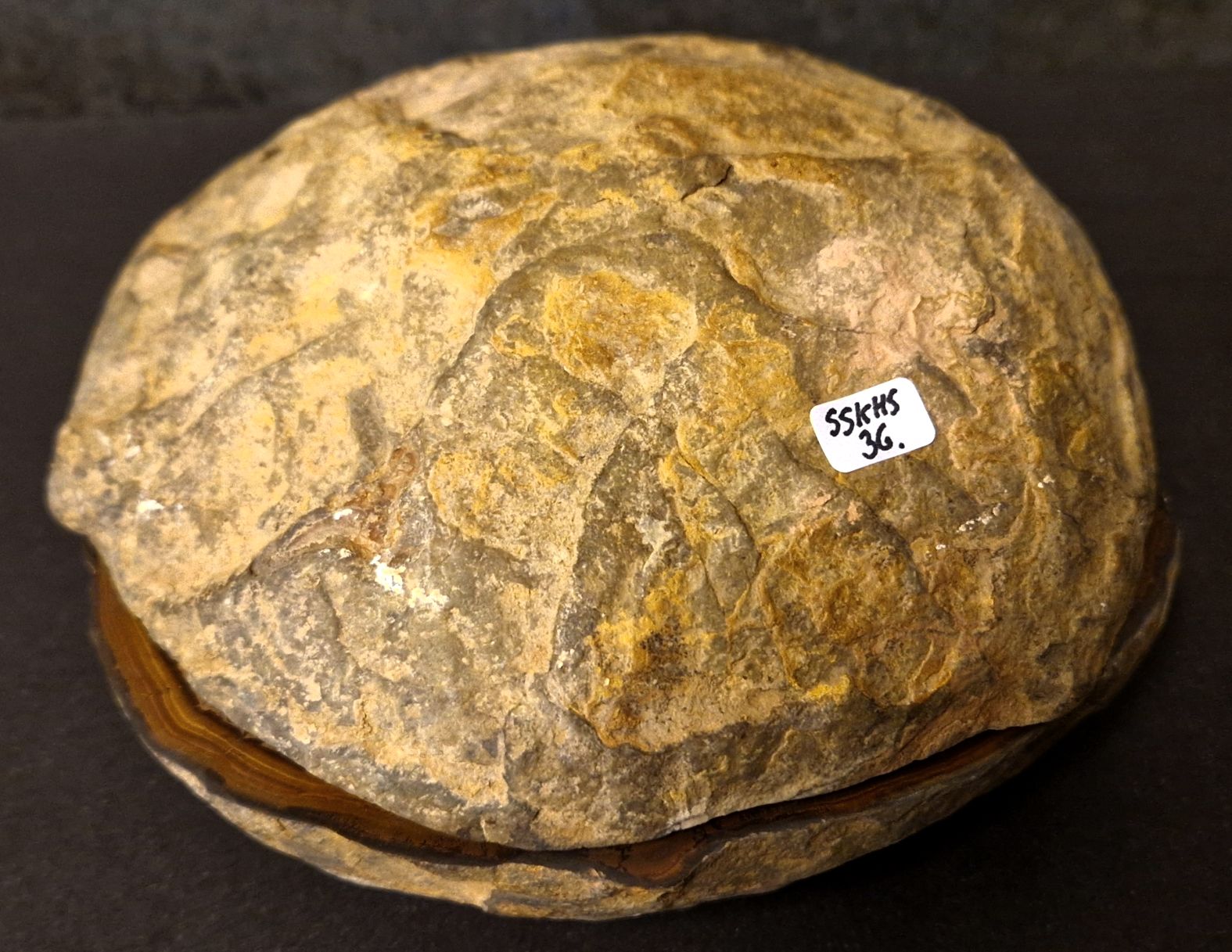 Septaria  Knölar / Nodules  - 2 delar - 2