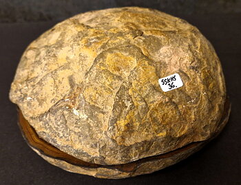 Septaria  Knölar / Nodules  - 2 delar