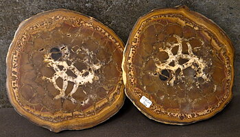Septaria  Knölar / Nodules  - 2 delar