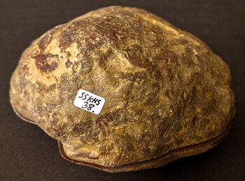 Septaria  Knölar / Nodules  - 2 delar