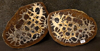Septaria  Knölar / Nodules  - 2 delar