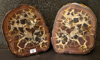 Septaria  Knölar / Nodules  - 2 delar