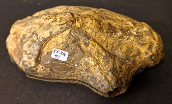 Septaria  Knölar / Nodules  - 2 delar
