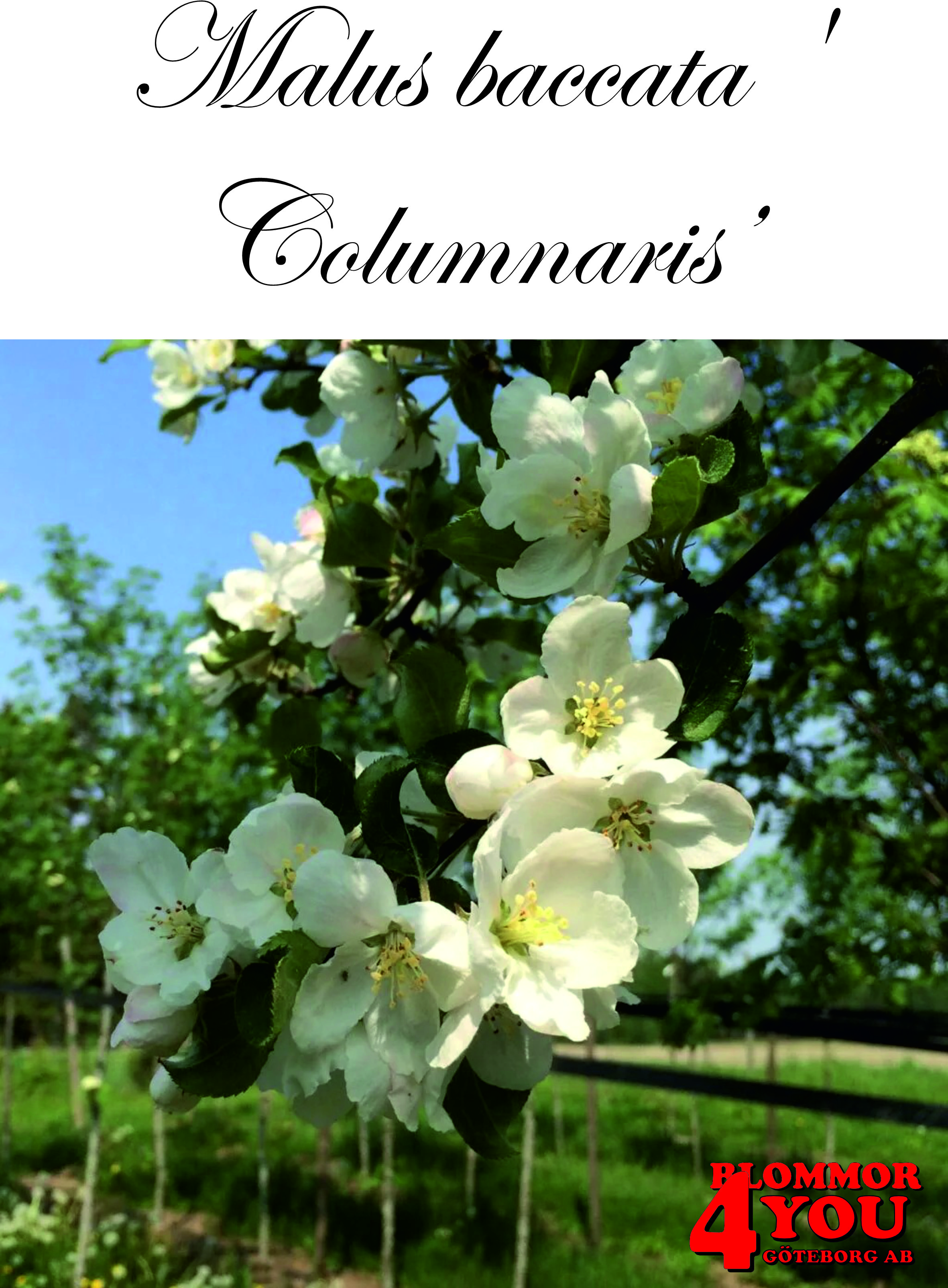 Malus baccata Columnaris    Sh 90-110 Co