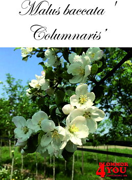Malus baccata Columnaris    Sh 90-110 Co