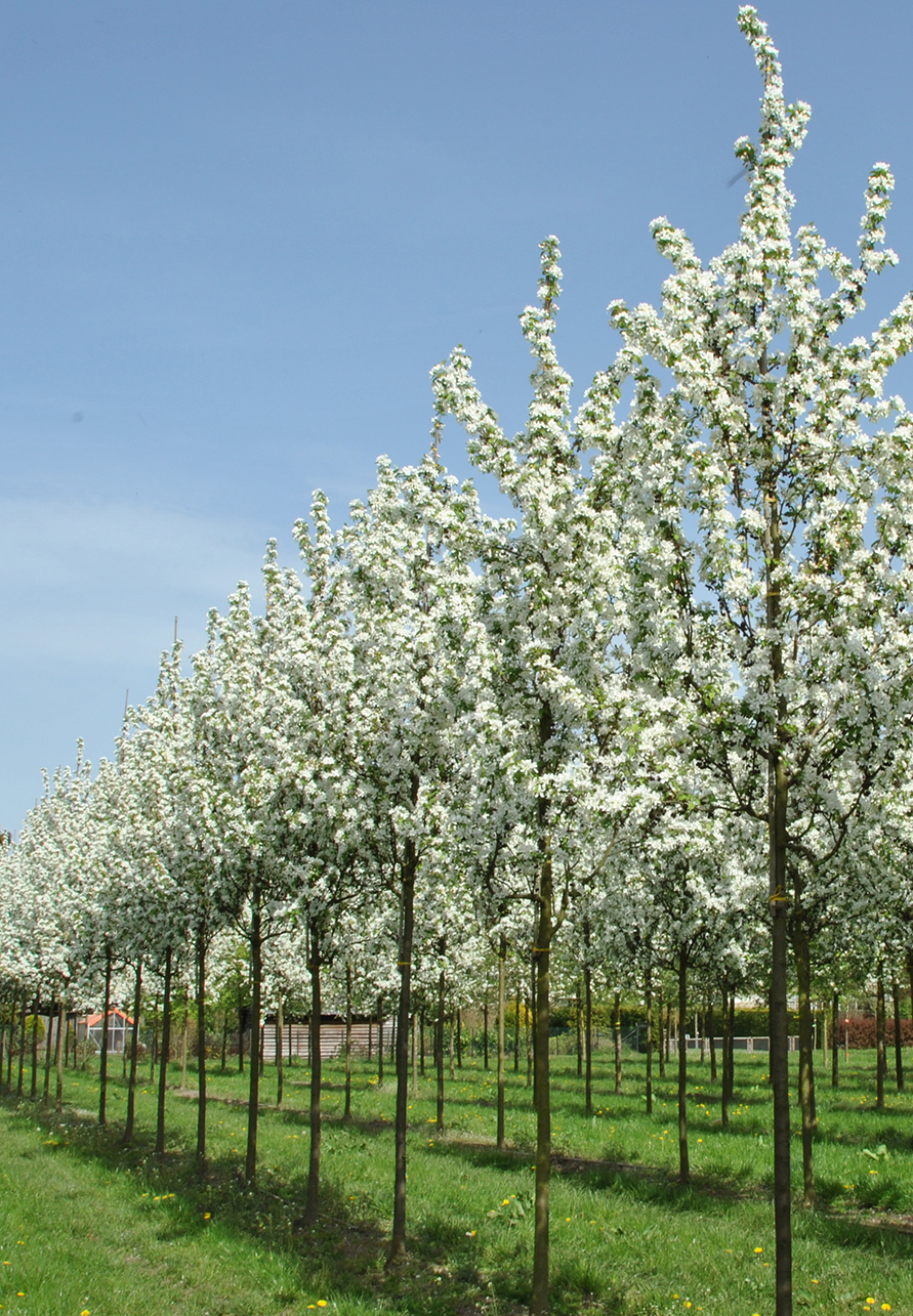 Malus baccata Columnaris    Sh 90-110 Co - 2