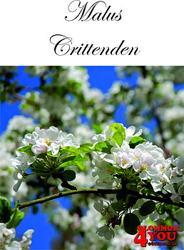 Malus Crittenden    Sh 90-110 Co