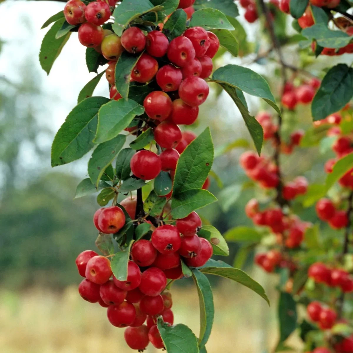Malus Crittenden    Sh 90-110 Co - 2