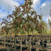 Malus Evereste     Sh 100-120 Co - 3