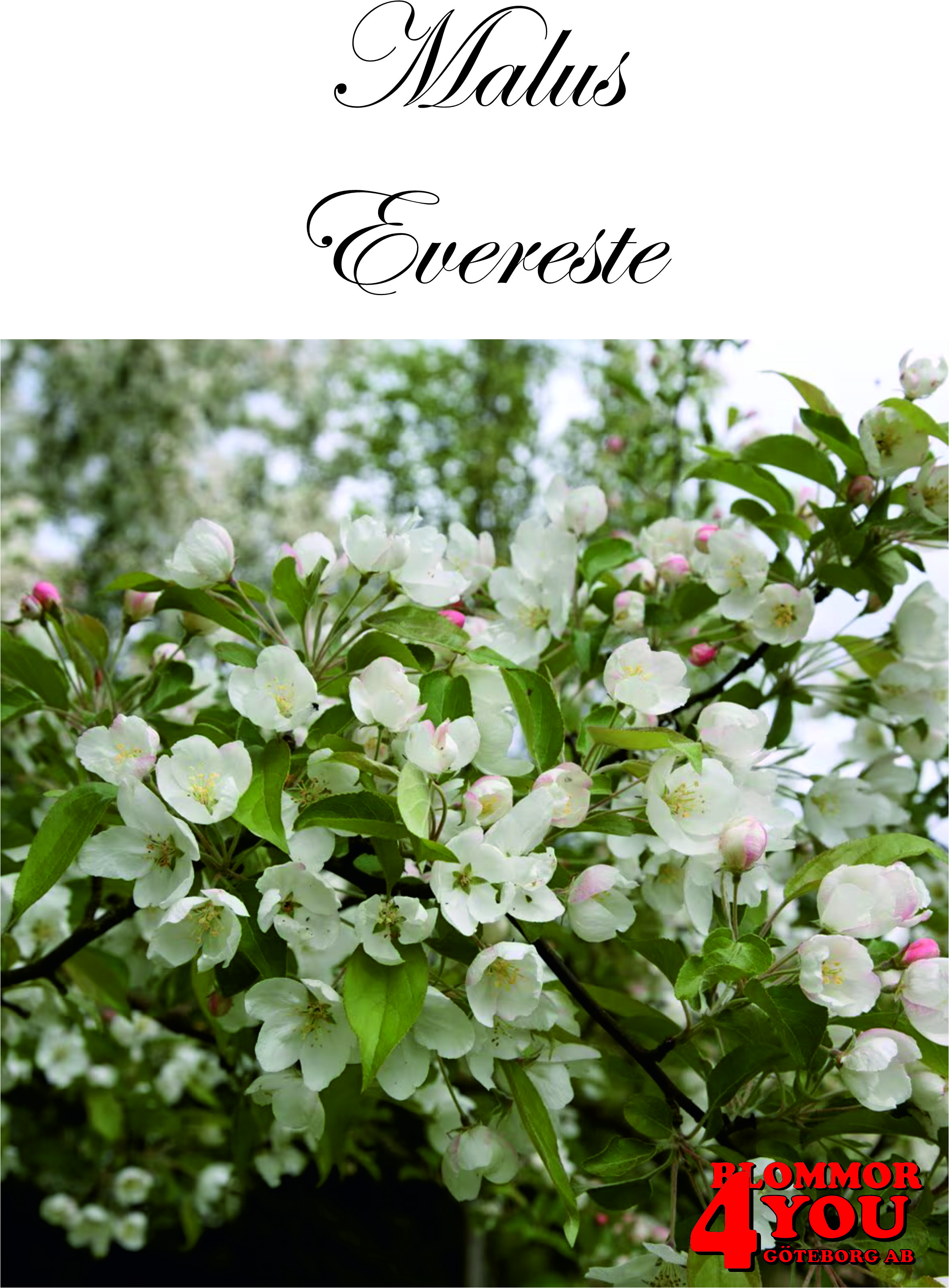 Malus Evereste     Sh 100-120 Co
