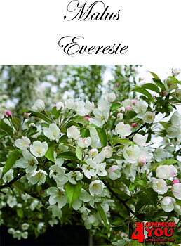 Malus Evereste     Sh 100-120 Co