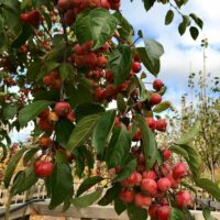 Malus Evereste     Sh 100-120 Co - 2