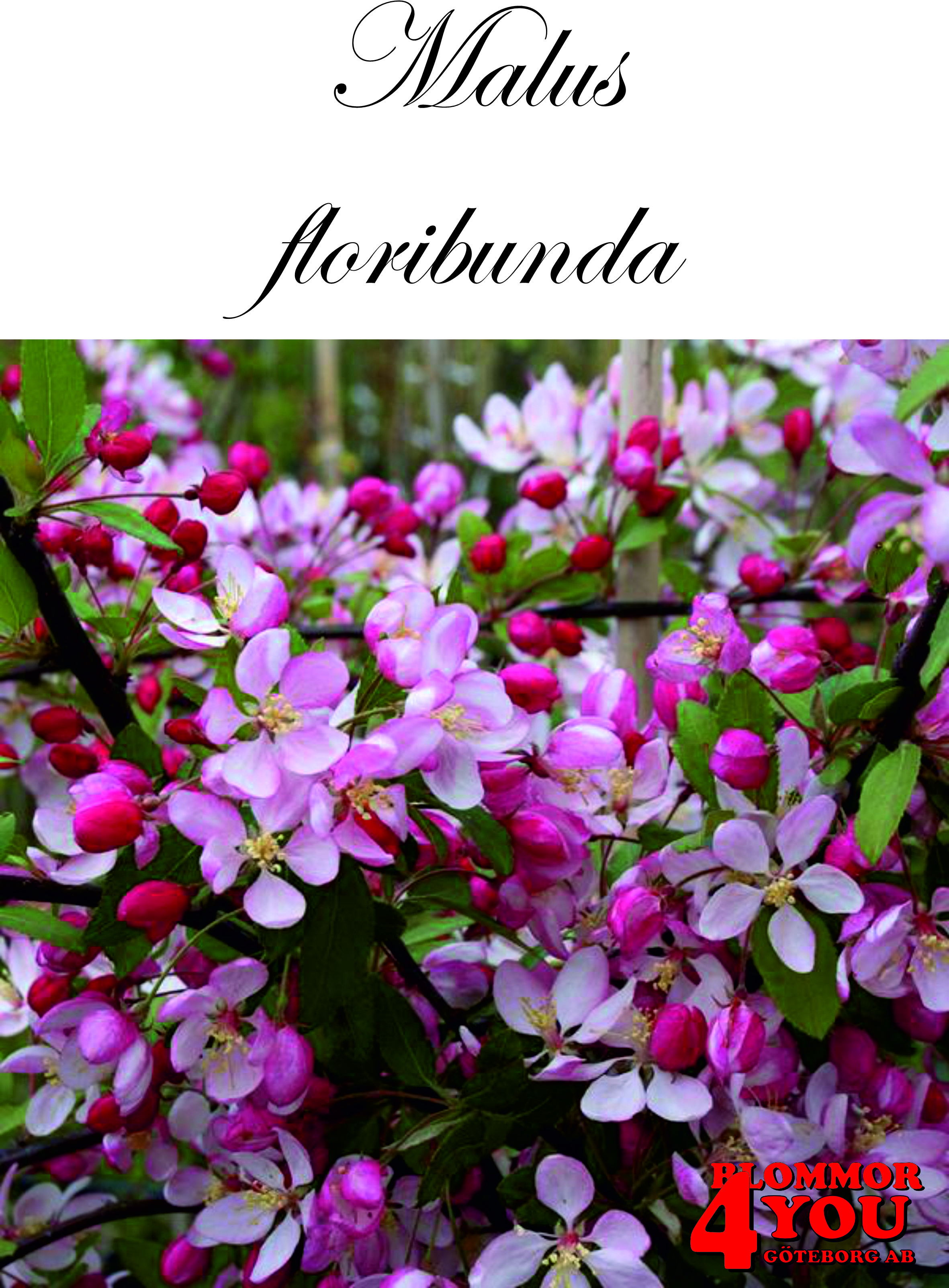 Malus floribunda    Sh 90-110 Co