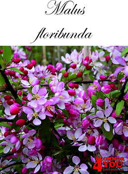 Malus floribunda    Sh 90-110 Co