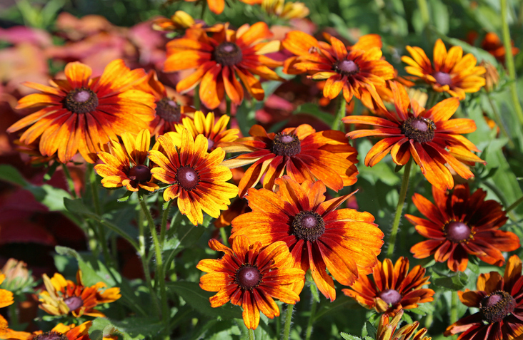 Rudbeckia  Rustic Dwarf 1000  frö