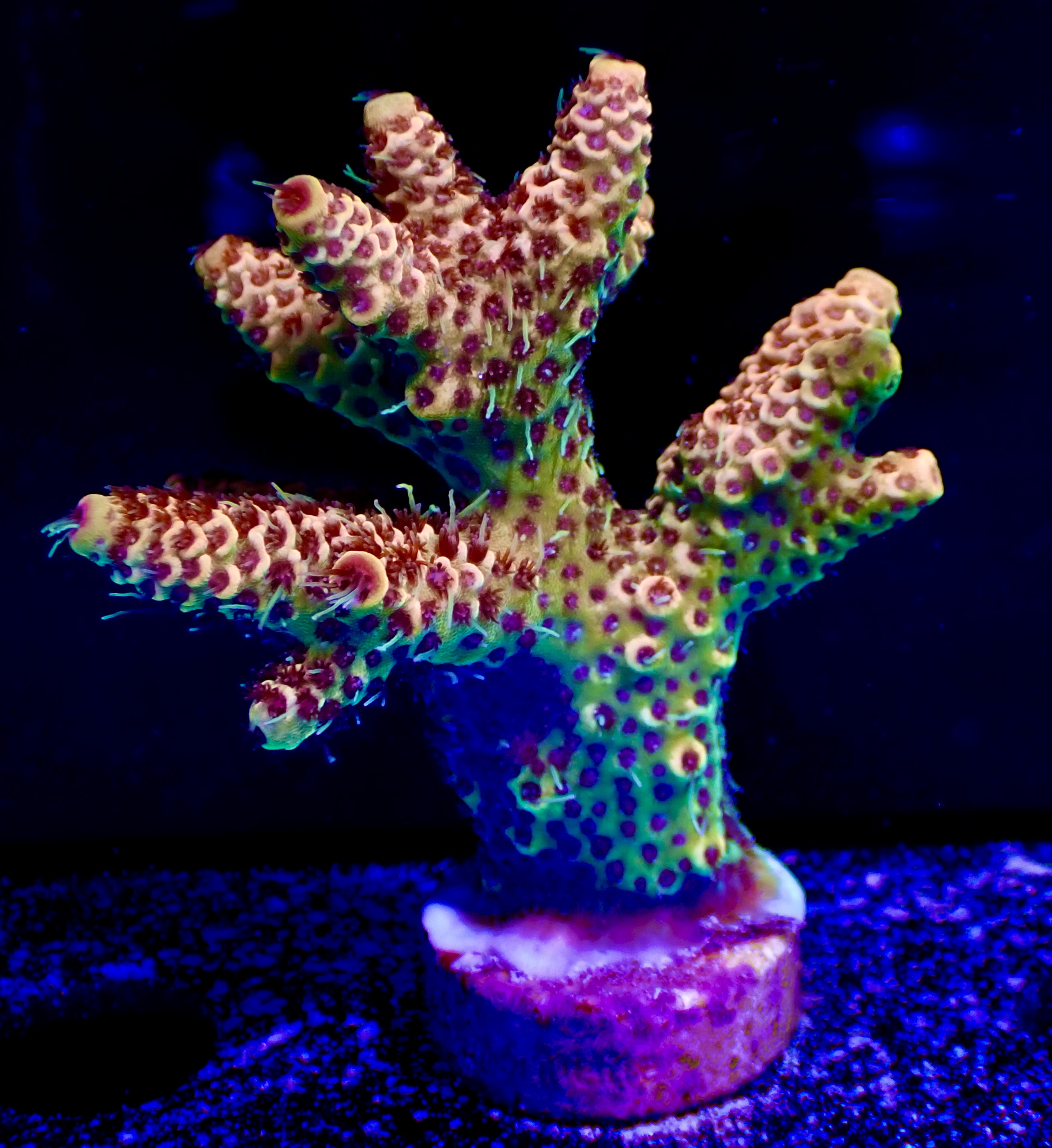 Acropora spp OOL Flame Heart