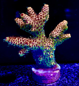 Acropora spp OOL Flame Heart