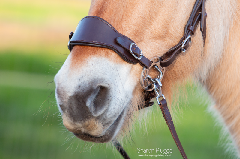 Hackamore Edix© Halo - 5