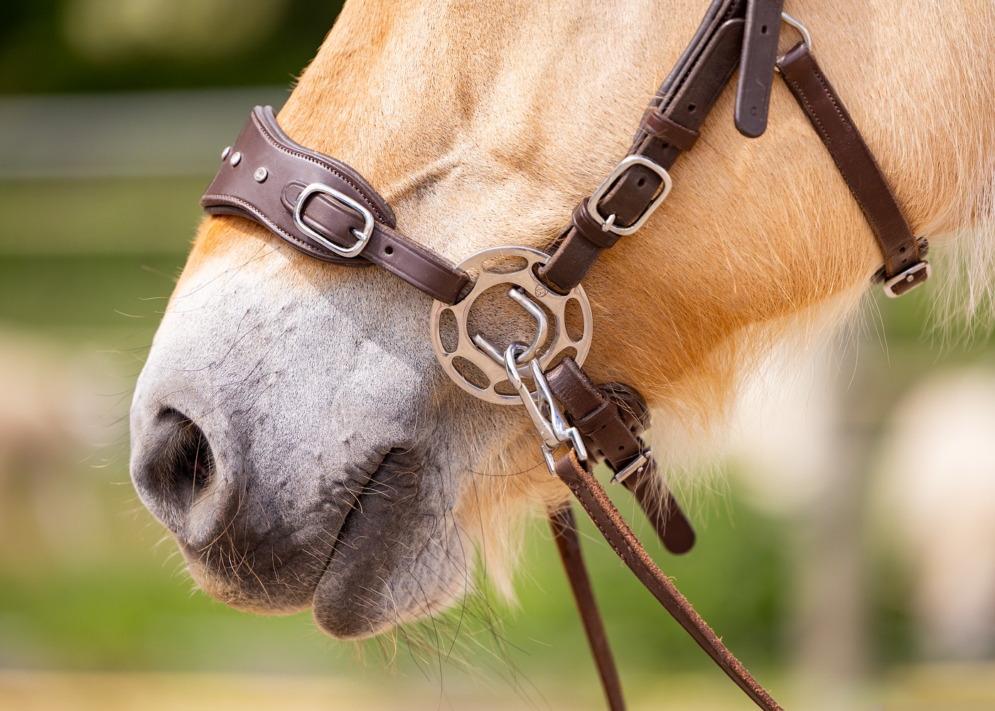 Hackamore Edix© Halo - 2