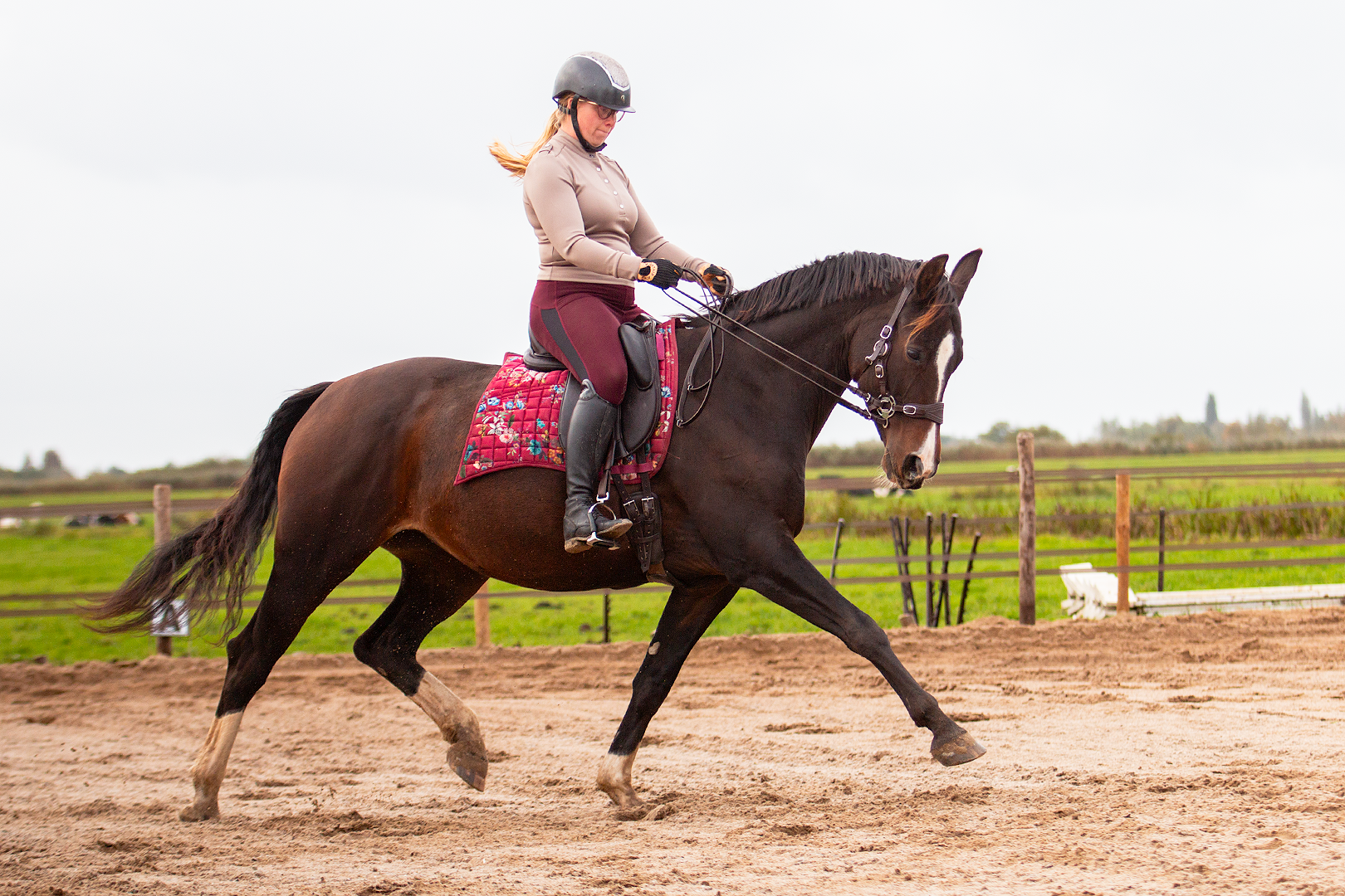 Hackamore Edix© Halo PRO - 3