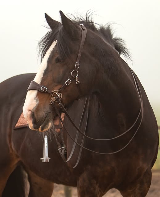 Hackamore Edix© Halo PRO - 5