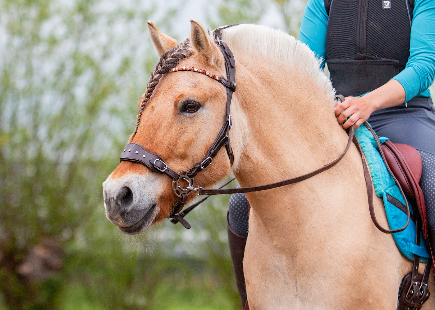 Hackamore Edix© Halo PRO - 4