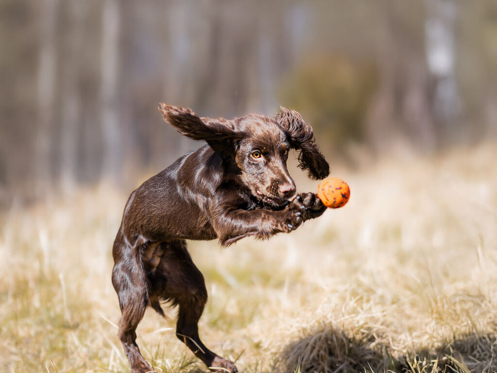 Non-Stop Dogwear Dog Toy Ball - Orange/Black - Durable