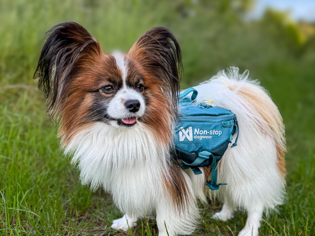 Non-Stop Dogwear Trailquest Backpack for Dog - Blue - Freedom of movement