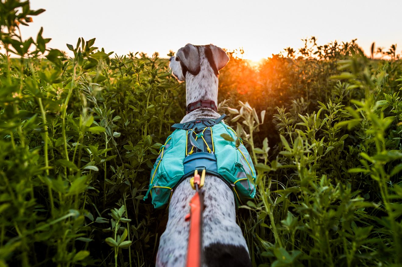 Non-Stop Dogwear Trail Light Backpack for Dogs - Teal - Comfortable