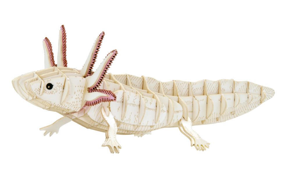 3D-pappersmodell, Axolotl - 2