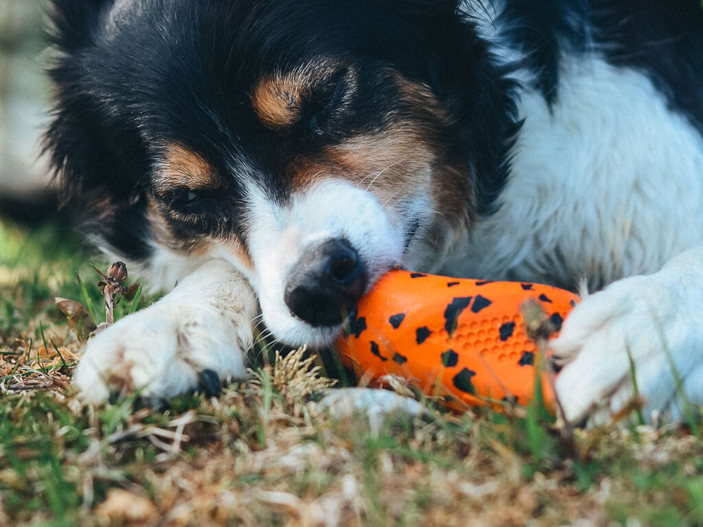 Non-Stop Dogwear Throw Toy Dog Toy – Orange/Black - Non-toxic