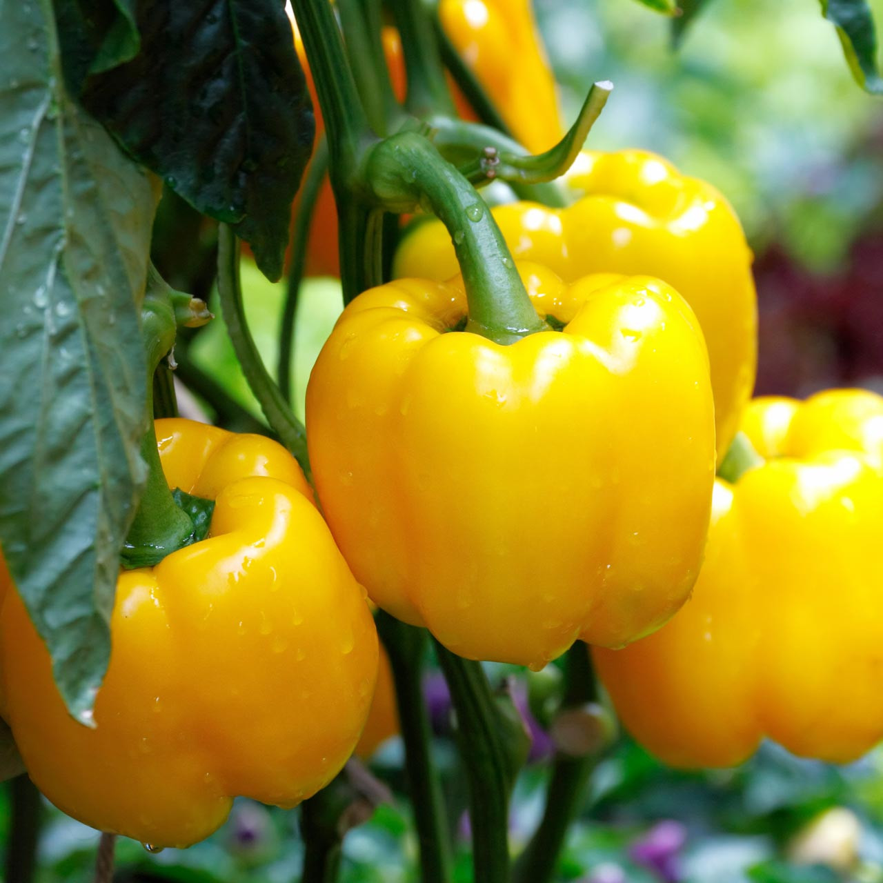 Paprika California Wonder Yellow 100  frö