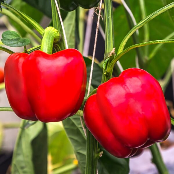 Paprika California Wonder Red 100  frö