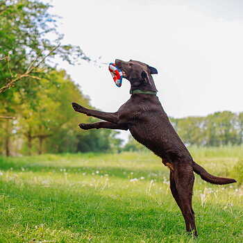 Hundleksak flytande livboj