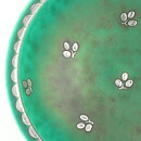 Wilhelm Kåge (Argenta 1959) Green Bowl with Silver Flower Decor 10 cm (3)