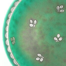 Wilhelm Kåge (Argenta 1959) Green Bowl with Silver Flower Decor 10 cm (3)