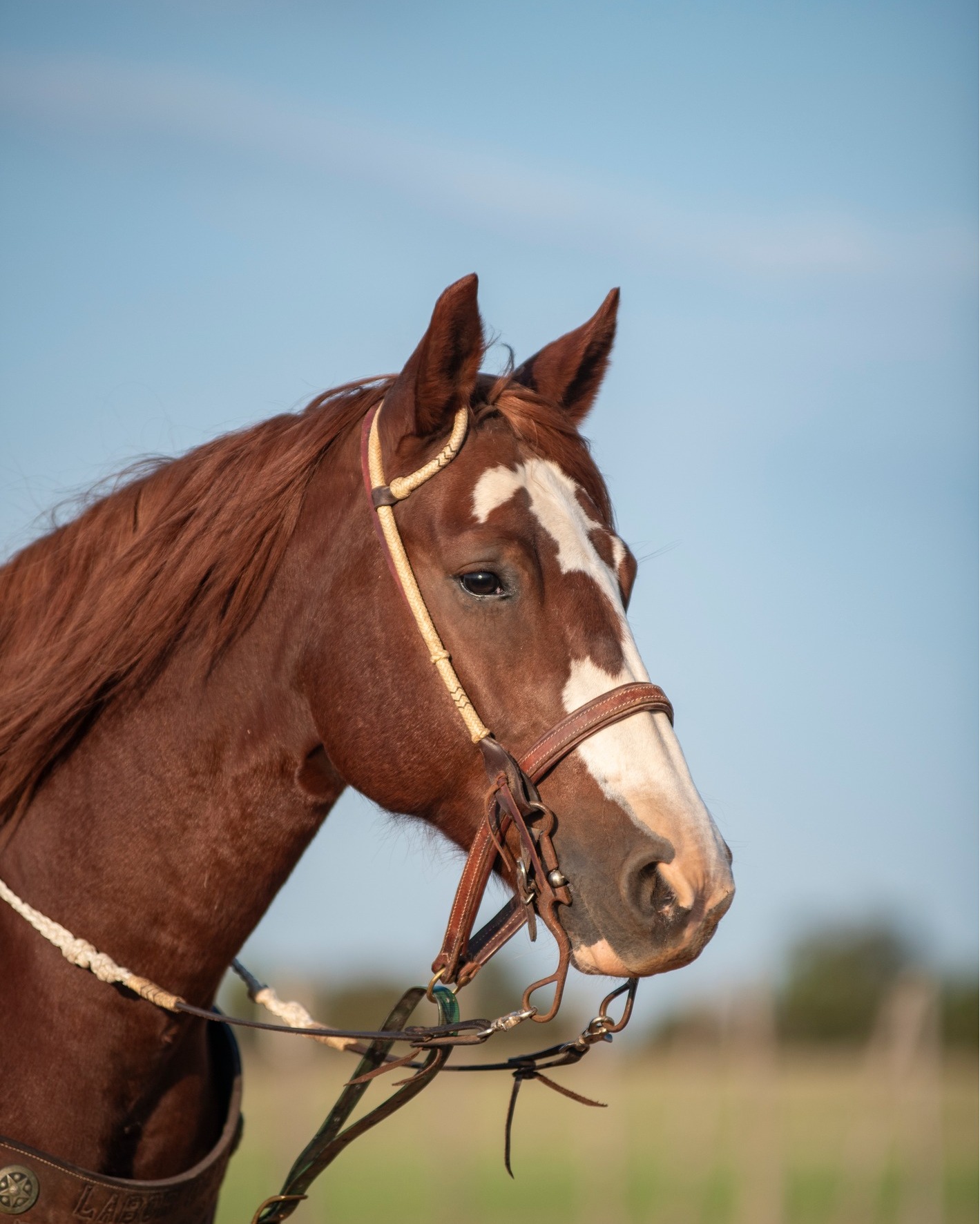Cashel Rawhide Braided Headstall with Browned Iron Buckle - 5