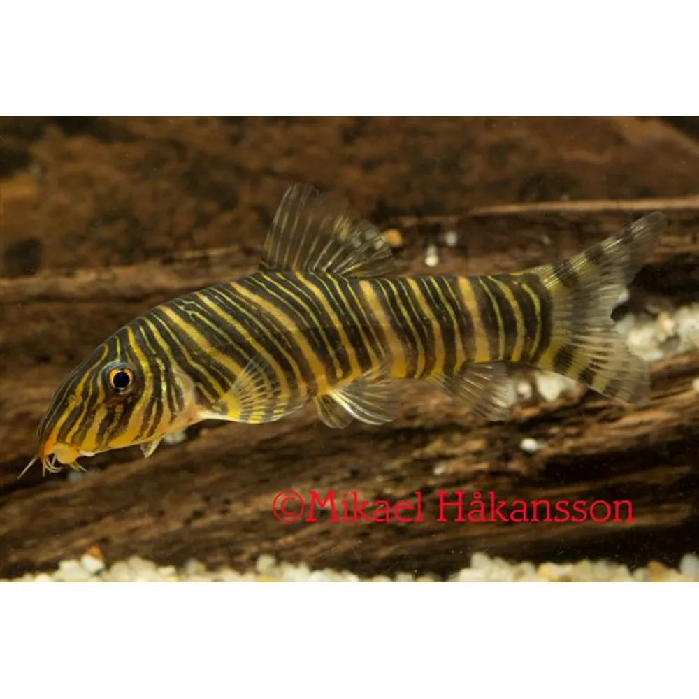 Striatabotia, Zebrabotia (Botia striata)