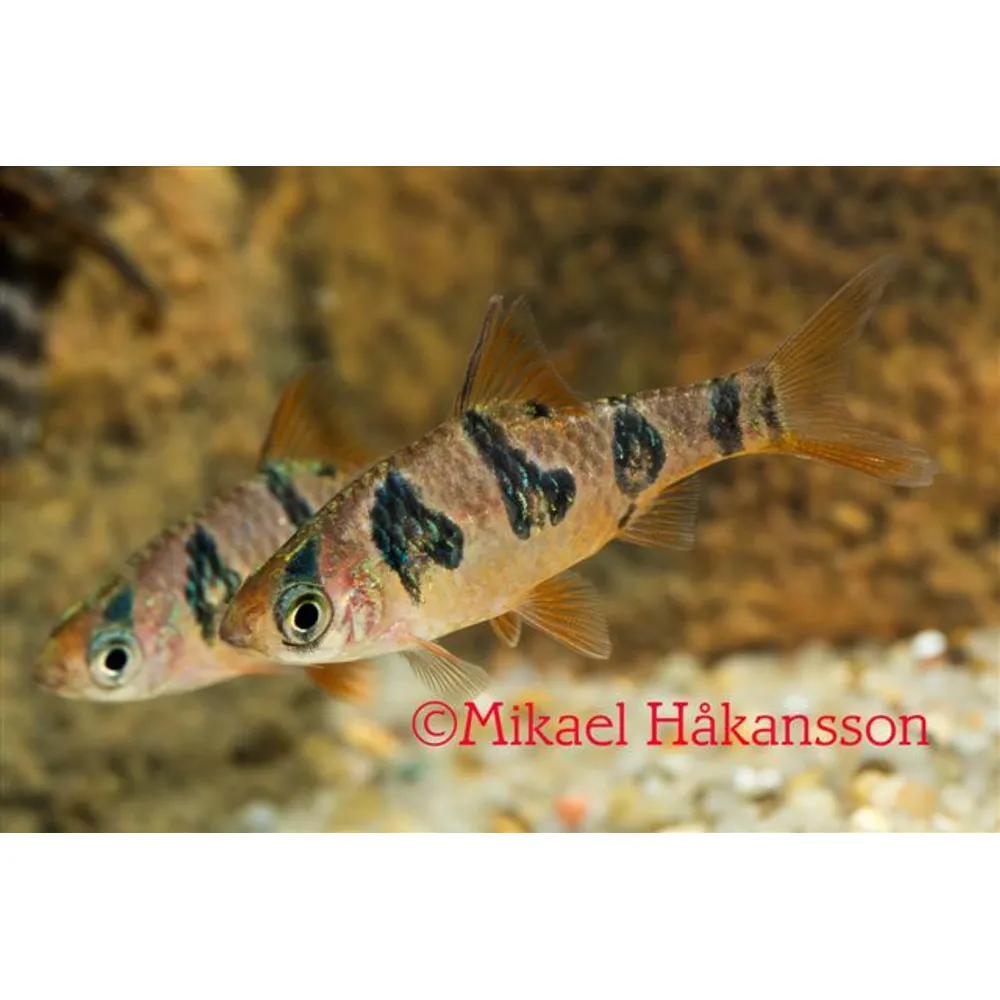 Rundbandad barb (Desmopuntius rhomboocellatus)